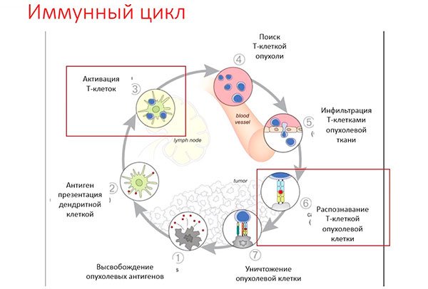 Иммунный цикл