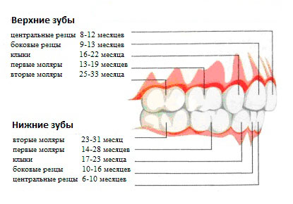 График прорезывания молочных зубов